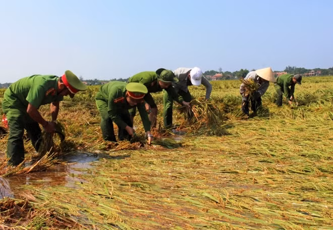Cán bộ Công an tỉnh Thừa Thiên-Huế giúp người dân gặt lúa sau mưa.