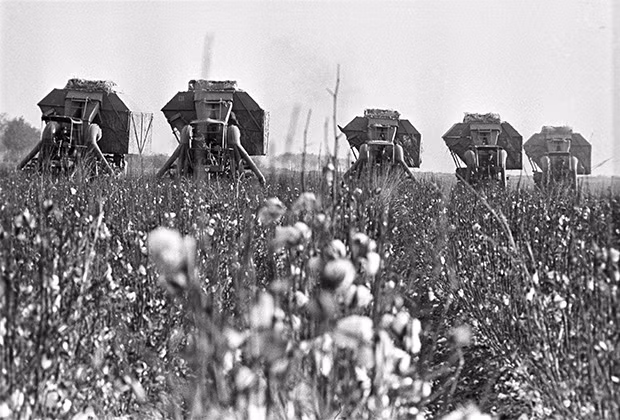Máy liên hợp thu hoạch bông ở Uzbekistan, năm 1973.