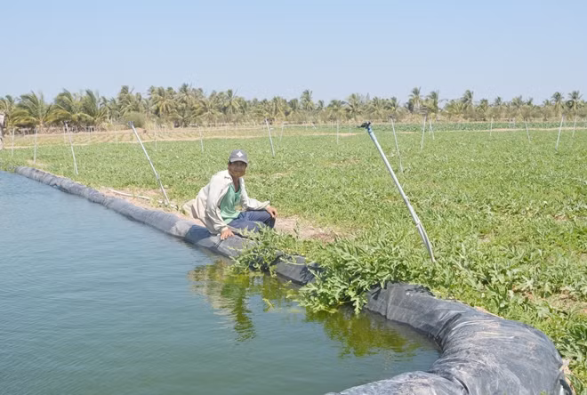 Nhờ trữ nước ngọt và hệ thống tưới tiết kiệm mà rau màu nhà ông Đoàn Văn Hoàng vẫn xanh tốt giữa mùa hạn.