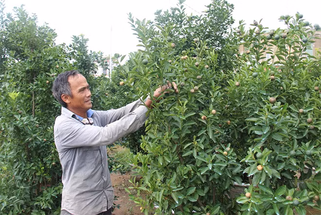 Vườn quất của người dân bị hư hỏng nặng sau trận mưa lớn kéo dài.