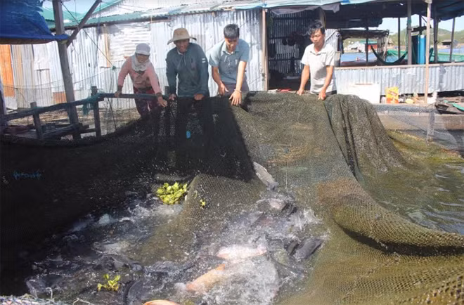 Người dân làng chài nuôi cá lồng trong lòng hồ thủy điện Sê San. Người dân làng chài nuôi cá lồng trong lòng hồ thủy điện Sê San.