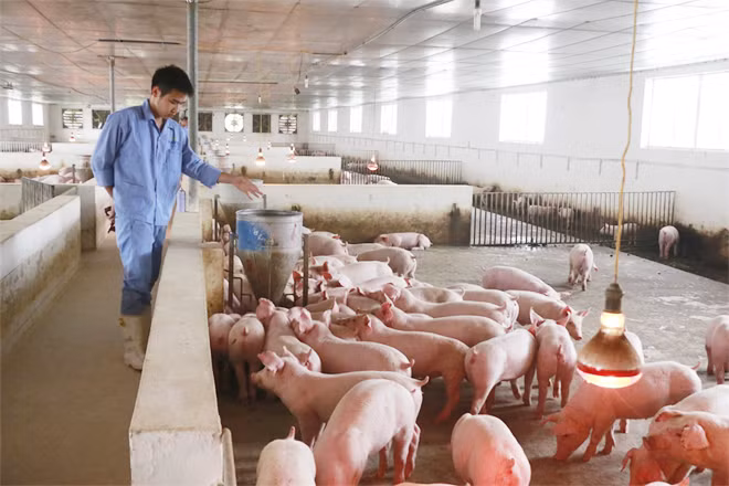 Giá thịt lợn tăng cao gây áp lực lên lạm phát năm 2020.