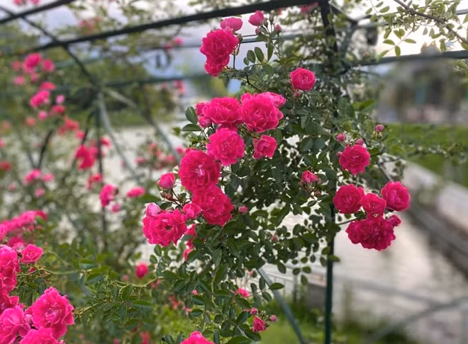 Những thác hoa hồng leo đẹp ngây ngất chỉ có tại Sa Pa.