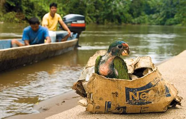 Một con vẹt mào đỏ bị săn trộm ở Brazil.