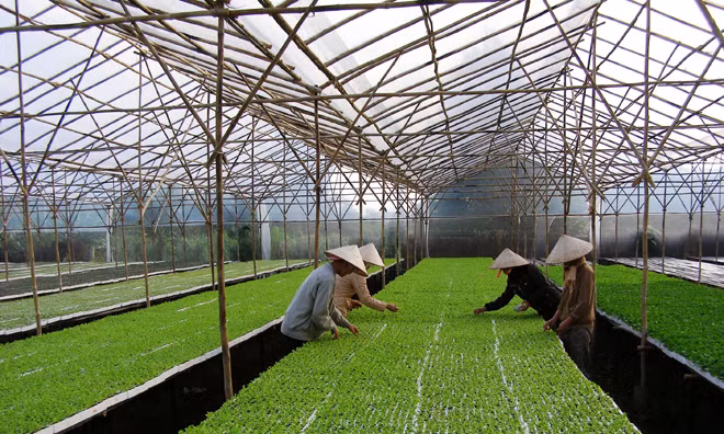 Chăm sóc rau tại hệ thống nhà kính.