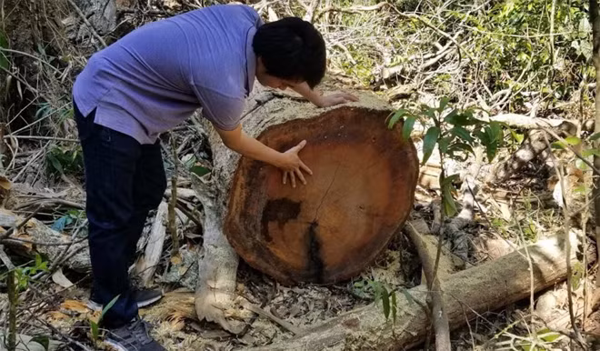 Một số gốc cây khác nằm cùng vị trí lại không được đánh dấu, ký hiệu.