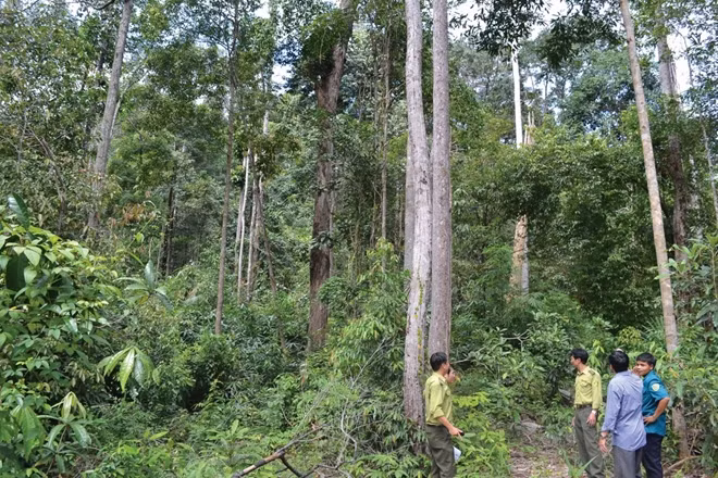 Rừng giao khoán cho dân được quản lý bảo vệ tốt tại tỉnh Kon Tum.
