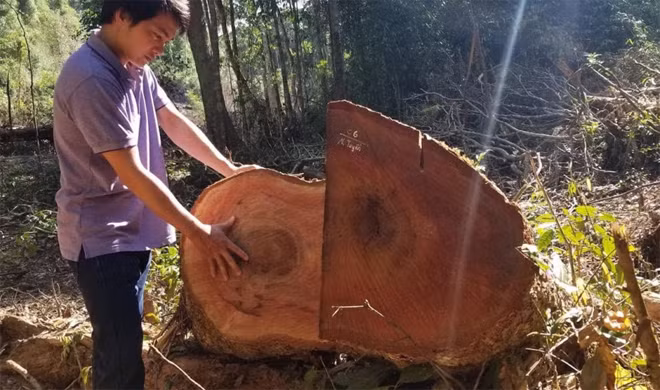 Các gốc cây được đánh dấu “ngoài tuyến” kèm theo số thứ tự.