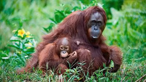 Đười ươi Borneo.