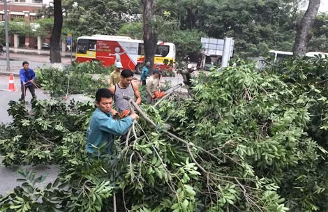 Chặt cây, trồng thay thế tại đường Nguyễn Trãi. Ảnh: HNM.