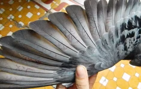 Trên cánh chim có ký tự như chữ Trung Quốc.