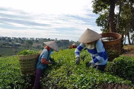 100% mẫu chè phân tích an toàn với hoạt chất fibronil.