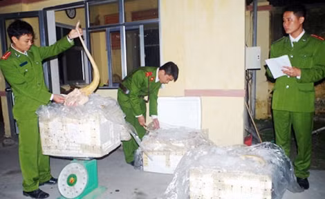 Lực lượng Công an kiểm tra lô hàng đuôi bò không rõ nguồn gốc.