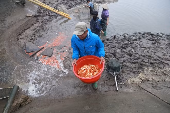Cá giống sẽ được nuôi từ giữa năm, người nuôi cá chăm sóc sao cho đến khi cá thu hoạch có kích cỡ khoảng 3 ngón tay là vừa đẹp để người dân mua dịp Tết ông Công ông Táo.