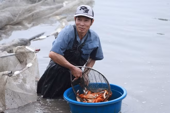 Mỗi kg cá đỏ năm nay có giá dao động từ 50.000 đến 60.000 đồng/kg.