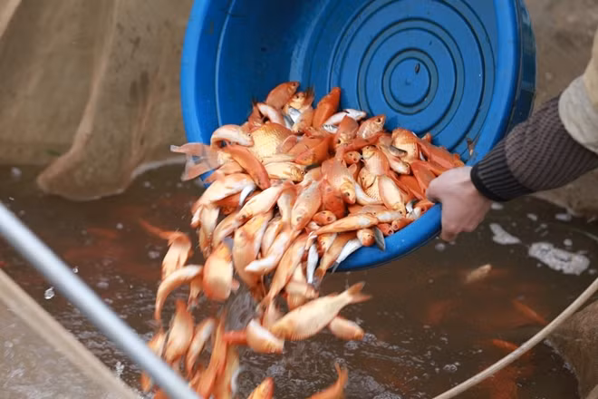 Năm nay, sản lượng cá làng nghề Thủy Trầm cung cấp được cho thị trường ước khoảng 50 tấn phục vụ dịp Tết ông Công, ông Táo (23 tháng Chạp âm lịch).