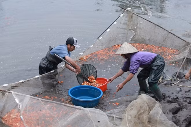 Hiện nay cả làng Thủy Trầm có trên 30 ha nuôi cá chép đỏ; với 670 hộ dân, trong đó 353 hộ trực tiếp sản xuất, kinh doanh cá; sử dụng trên 1.250 lao động tại chỗ.