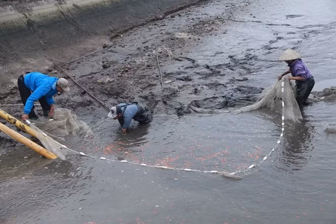 Những ngày này người dân làng nghề nuôi cá chép đỏ Thủy Trầm, xã Tuy Lộc, huyện Cẩm Khê (Phú Thọ) càng trở nên tất bật bắt cá chuẩn bị ngày Tết ông Công, ông Táo (23 tháng Chạp âm lịch).