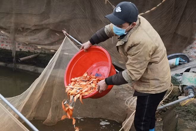 Trong những năm trở lại đây, để nghề nuôi cá phát triển đem lại hiệu quả kinh tế cao, các hộ gia đình trong làng đã tích cực dồn điền, đổi thửa, củng cố xây dựng bờ ao, áp dụng các tiến bộ khoa học kỹ thuật vào nuôi cá.