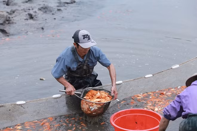 Một số người nuôi cá lâu năm tại làng Thủy Trầm cho biết “Cá chép làng Thủy Trầm là giống cá chép đỏ có màu sắc đẹp nhất vùng này nên thương lái khắp nơi từ tận Lào Cai, Yên Bái, Nam Định, Thái Bình đều tìm đến đây để thu mua. Hàng năm, cứ đến khoảng 20 - 22 Âm lịch là làng Thủy Trần lại nhộn nhịp hẳn lên, xe tải vào ra tấp nập để chở cá”.