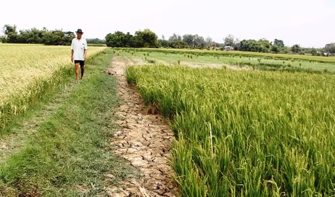 Thủ tướng Chính phủ yêu cầu Ngân hàng Nhà nước khoanh nợ cho người dân chịu thiệt hại do hạn mặn và vay vốn để tái sản xuất.