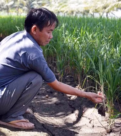 Nông dân cần điều chỉnh thời vụ, phân bón, canh tác phù hợp với diễn biến thời tiết hiện nay.