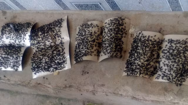 Người dân tại khu vực xung quanh Công ty Kwong Lung - Meko khổ sở vì tình trạng ruồi "bủa vây" khắp nơi.