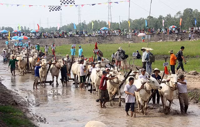 Các đôi bò lần lượt "chào sân" và làm quen với đường đua