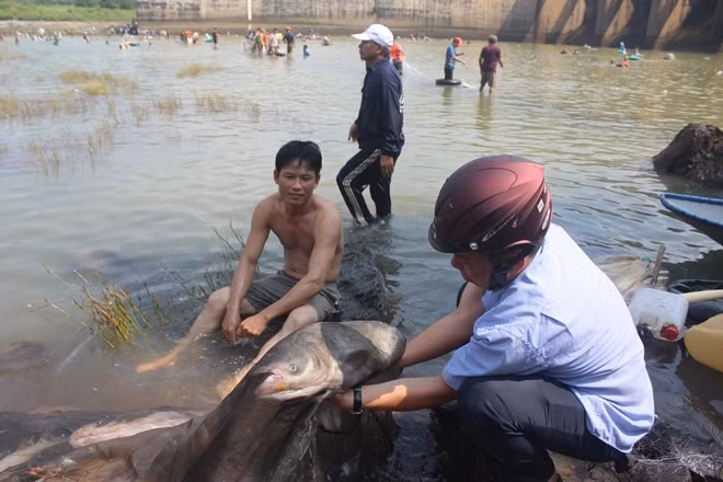 Người dân ào xuống bắt cá khi Thủy điện Trị An vừa đóng cửa xả tràn.