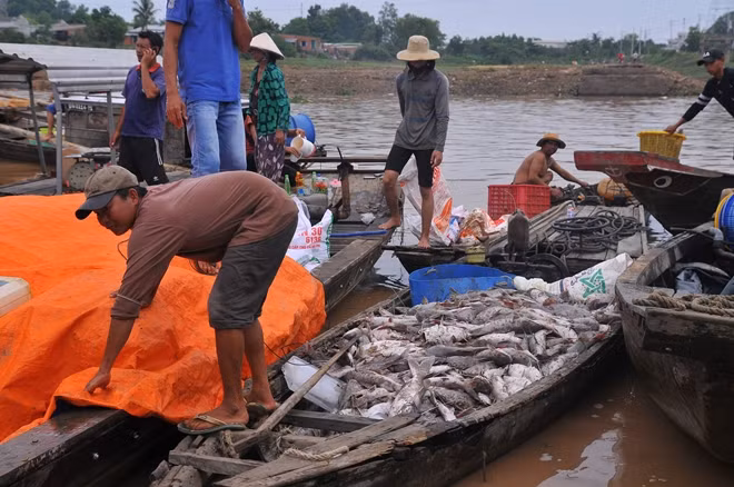 Người dân vớt cá chế bán cho thương lái làm phân bón.
