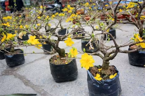 Các chậu mai vàng cũng được giới thiệu và bày bán tại Hội chợ với giá dao động từ 500.000 đồng đến tiền triệu.
