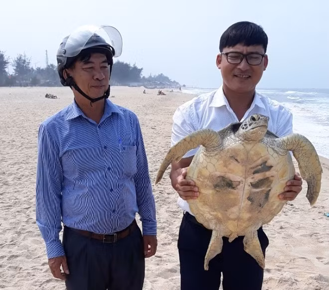 Cá thể rùa biển có tên trong sách Đỏ được thả về biển.
