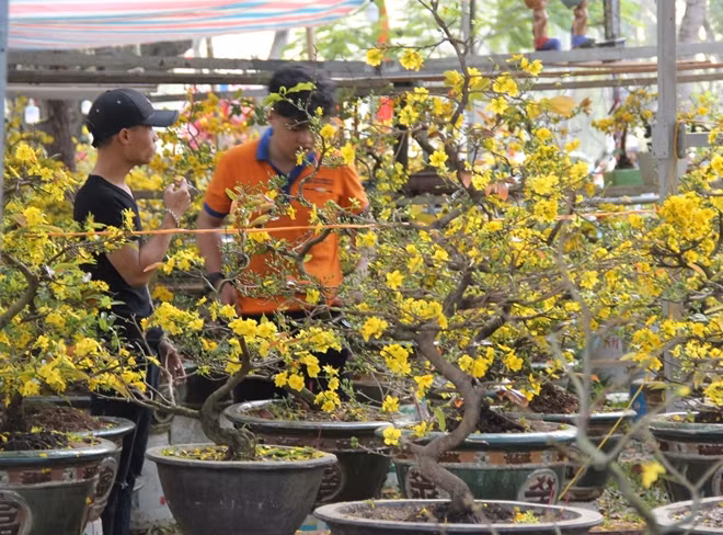Hoàng mai xứ Huế luôn thu hút đông đảo người mua.