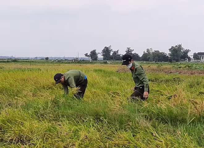 CBCS Công an huyện Phong Điền giúp người dân gặt lúa.