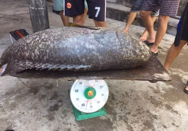 Con cá mú nghệ “khổng lồ” có trọng lượng hơn 55kg.