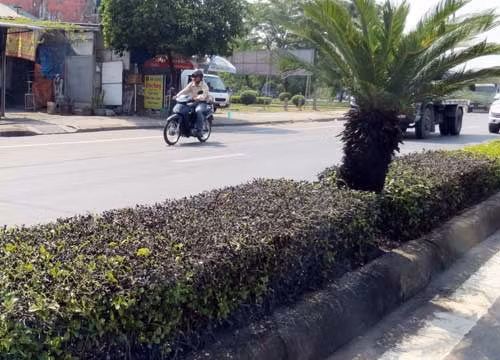 Thảm cây mỡ trên tuyến đường Lê Duẫn, TP Huế bị phun axit Sunfuric gây chết khô.