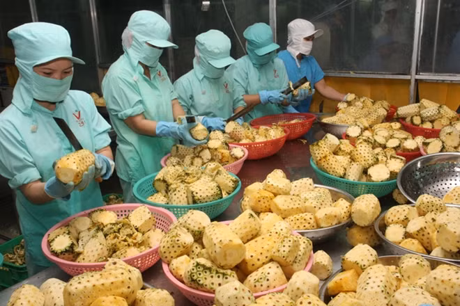 Việt Nam vẫn yếu về khâu chiến biến rau quả để xuất khẩu