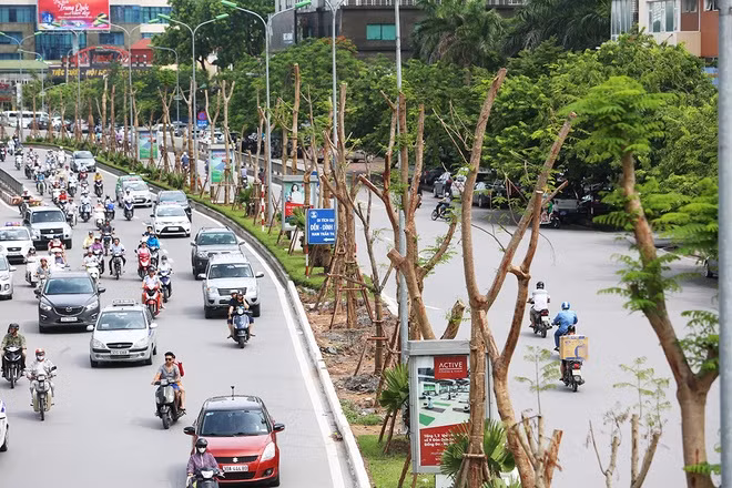 Hà Nội đặt kế hoạch trồng mới 300.000 cây xanh trong năm nay