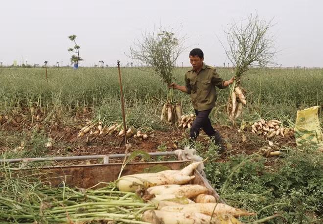 Củ cải phải nhổ bỏ vì không ai mua