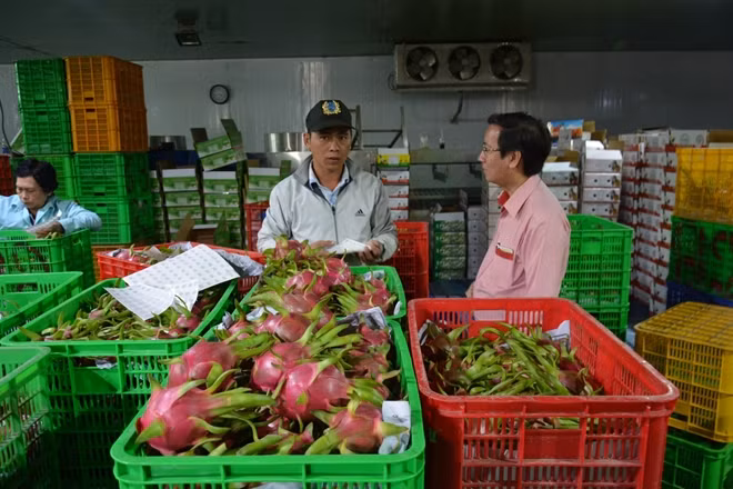 Nông sản Việt hiện đứng thứ 2 ở Đông Nam Á và đứng thứ 15 thế giới, xuất khẩu tới 180 quốc gia và vùng lãnh thổ.