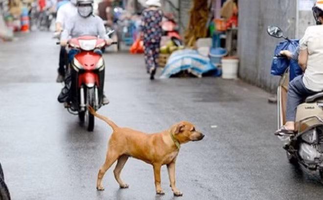 Hà Nội yêu cầu tiêm phòng triệt để cho chó, mèo trên địa bàn