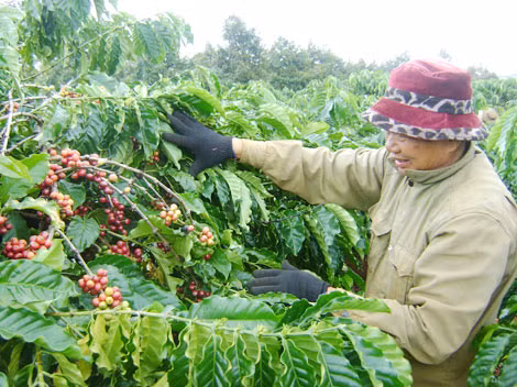 Nông sản Việt Nam đang trên đường đi tìm tên tuổi cho mình, thay vì chỉ xuất những sản phẩm thô.