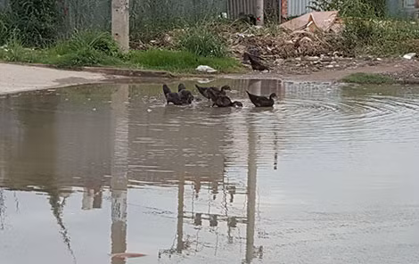 Có nhà dân nuôi vịt trên những vũng nước đọng thành ao. Có nhà dân nuôi vịt trên những vũng nước đọng thành ao.