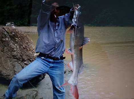 Cần thủ câu được cá lăng khổng lồ.
