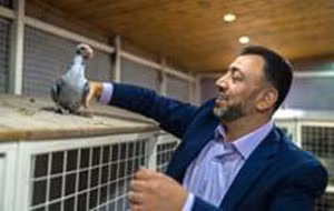 Nasser al-Hindi nổi tiếng với những con chim bồ câu do anh gây giống.
