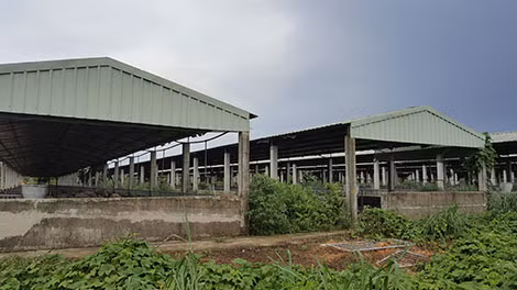 Một khu nuôi heo của Công ty Việt Phước.