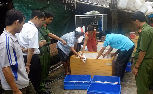 Đoàn kiểm tra liên ngành phát hiện gần tấn cá diêu hồng chết tại quán cơm Gia Long. Đoàn kiểm tra liên ngành phát hiện gần tấn cá diêu hồng chết tại quán cơm Gia Long.