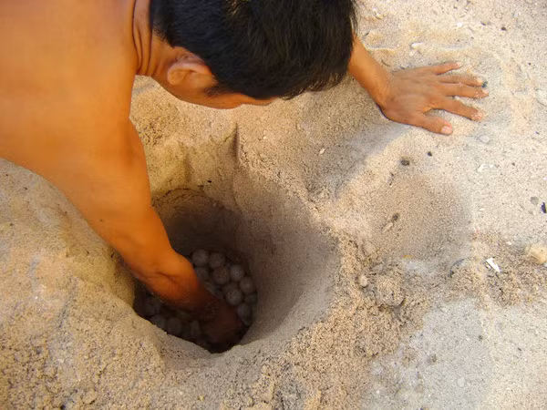 Di dời trứng vích về lò ấp. Di dời trứng vích về lò ấp.