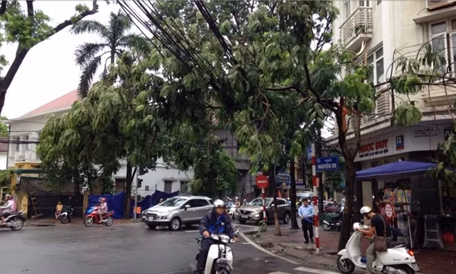 Nửa trên của cây bị gãy nằm vắt lên mớ dây điện, dây cáp viễn thông.