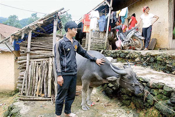 Nhờ có trâu do Báo CAND & Chuyên đề ANTG trao tặng, gia đình anh Khoàng Lỳ Phạ đã có thêm sức cày, tăng gia sản xuất.